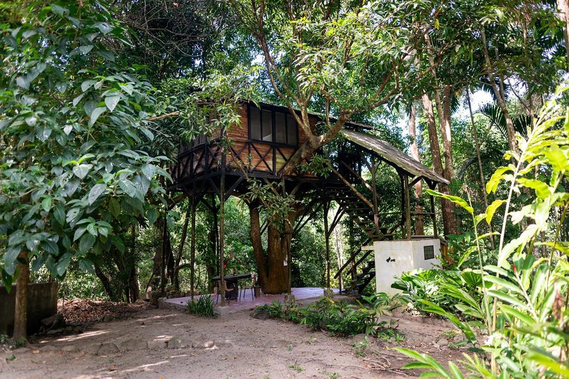 Tree House